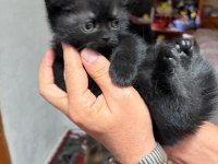 İki tane yavru iki aylık kedimiz sahiplendirilecektir