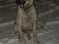 Sahiplendirilecek Erkek Yavru Enik