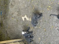 A kalite cane corso yavrularımız yeni yuvasını arıyor