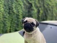 Safkan dişi pug gaziantep