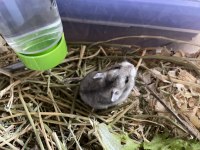 Hamster gonzales adana dışı gönderim yoktur