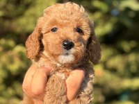 Sevimli Maltipoo Yavrular Aile Dostu Ve Tüy Dökmez