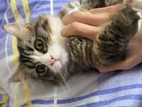 Chinchilla 7 aylık