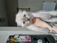Bebeklerimize yuva arıyoruz scottish fold