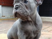 Blue Exotic Dişi Erkek French Bulldog Yavrularımız