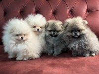 Petmode Köpek Çiftliği Farkı İle Kore Pomeranian