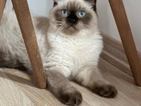 2 yaşında blue point scottish fold