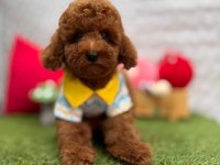 Orjinal Toy Poodle yavrumuz 
