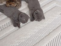 Scottish fold minikler hazır