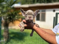 Mükemmel Kalite French Bulldog Yavru
