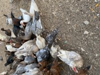 Egzotik Amerikan sessiz ördek