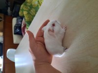 Beyaz sheltie ginepig yavrularımız