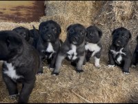 DİŞİ ERKEK SAFKAN SİVAS KANGAL YAVRULARIMIZ