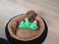Yavru poodle