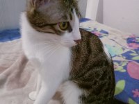 Ücretsiz dişi kedi sahiplendirilecektir tekir