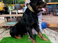 1 buçuk yaşındaki aktif erkek rottweiler
