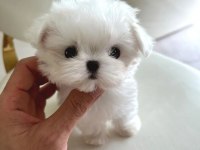 Korea Maltese terrier cep boy