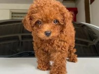 Sağlık ve ırk garantili minik bebeklerimiz toy poodle