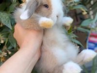 Hollanda Mini Lop Cüce Tavşan Her İle Gönderim