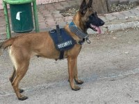 Belçika malinois köpeği
