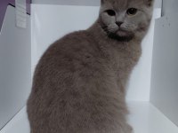 İSTEDİĞİNİZ KEDİYİ BULMANIZDA YARDIMCI OLABİLİRİM