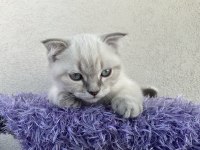 2.5 aylık scottish fold oğlumuz