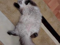 British longhair prenses