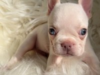 Ev bakımı french bulldog yavrularım