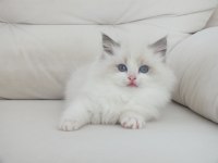 Full şecereli ragdoll yavruları