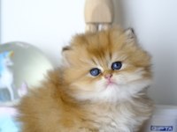 British Longhair Golden Top Kafa Yavrumuz