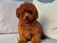 KORE TEACUP POODLE YAVRULARIMIZ