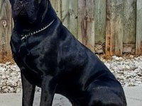 Lekesiz black ve blue estetikli cane corso yavrular