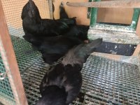 Ayam Cemali