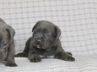 PREMİUM CANE CORSO YAVRULARI