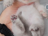 British shorthair kedisi