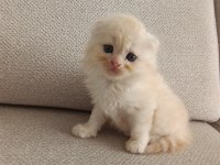 Mavi Gözlü Sarı Top Scottish Fold