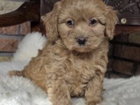 Toy Poodle Sağlıklı Ve Bakımlı