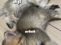 1.5 aylık british shorthair erkek ve dişi