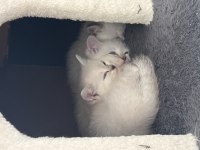 Sahibinden Eğitimli British Shorthair Yavruları