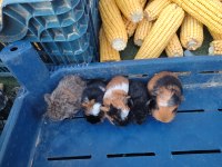 Ele alıştırmalık guinea pig yavrular