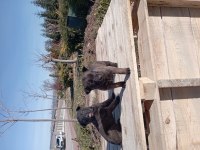 Belçika malinois 37 günlük orijinal yavrular