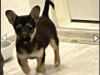 AKILLI CHİHUAHUA KIZIM BELLA YENİ YUVASINI ARIYOR