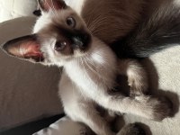 Siyam kedisi erkek yavru