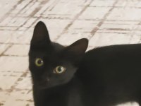 3 aylık erkek kedimiz