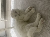 1 aylık scottish fold sahiplendirme
