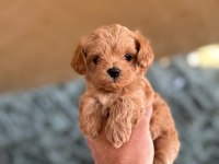 Teacup Koyu Renkli Maltipo Yavrularımız