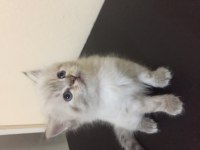 Minik british longhair meleklerim