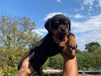 Burkemden A Kalite Rottweiler Yavrumuz