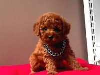 Toy poodle dişi ve erkek Yavrularımız