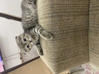 Tatlı bir Mia scottish fold